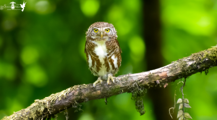 Collared Owlet